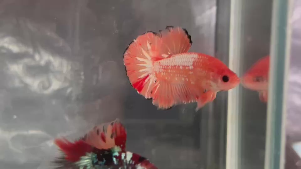 Live Male Betta Fancy Orange Vanda Hellboy Plakat (TNK-A831) High quality what you see what you get!!