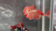 Live Male Betta Fancy Orange Vanda Hellboy Plakat (TNK-A831) High quality what you see what you get!!