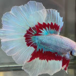 Live Male Betta Fancy Red Butterfly Over Halfmoon (TNK-A205) High quality What you see What you get!!