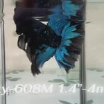 Live Male Betta Blue Black Galaxy Avatar Halfmoon (Sky-608) High quality what you see what you get!!