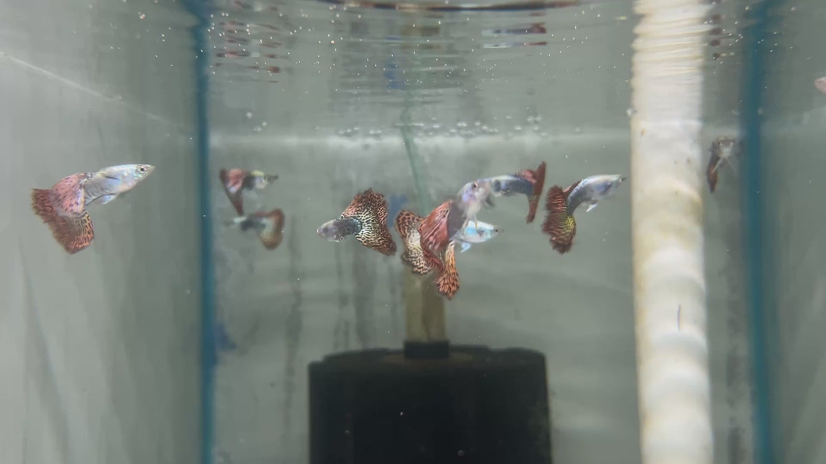 Live Fancy Guppy Fish Premium Quality Red Dragon High Dorsal XL Size (CGP-034)