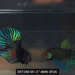 Live Male Betta Green Mahachai Original Wild Plakat (DET-265) High quality what you see what you get!!