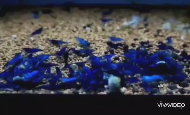 Live Freshwater Aquarium Fancy Bloody Mary & Blue Dream Shrimp Premium Quality 10/$30, 20/$50 (Neocaridina sp.)(FS-048)