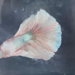 Live Male Betta Fancy Light Pastel Colors Dumbo big ear Over Halfmoon (TNK-A688) S063 High quality What you see What you get!!!