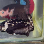 Live Male Betta Black Samurai Plakat (KSA-A524) High quality What you see What you get!!