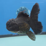 Thai Oranda Super Black 3.5” Female(FEB-726)R1B07