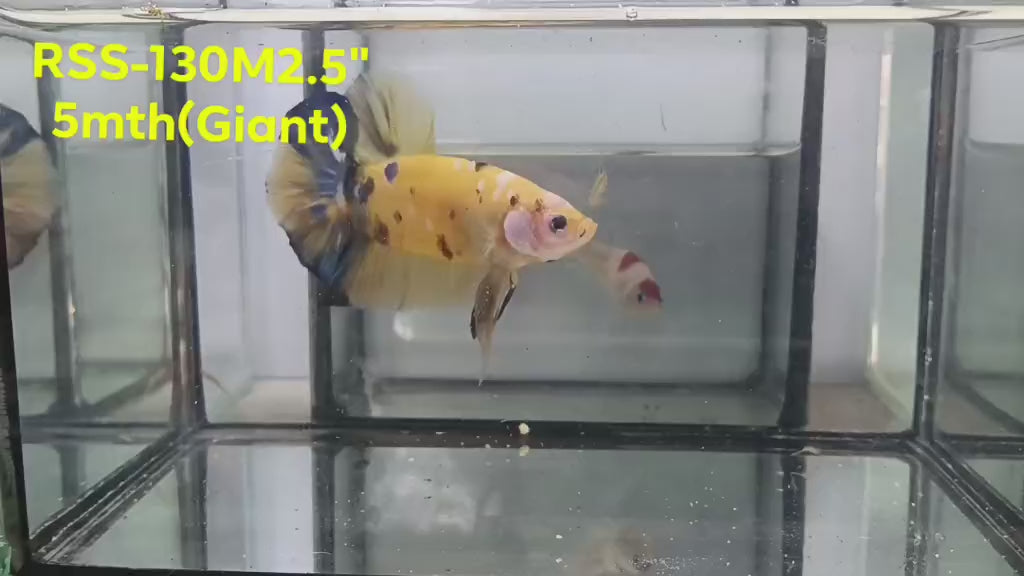 Live Male Betta Yellow Koi Giants Plakat (RSS-130) High quality what you see what you get!!