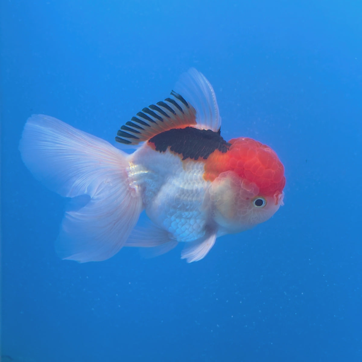 Thai Oranda Red Cap Tri-Color 3.00" Body Female (FEB-805)R2B02