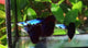 Live Fancy Guppy Fish Premium Quality Lazuri Big Black Tail (CGP-123)