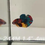 Live Male Betta Galaxy Koi Plakat (Sky-244)High quality what you see what you get!!