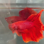 Live Male Betta Super Red Solid Color Over Halfmoon (TNK-A342) High quality What you see What you get!!