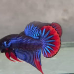 Live Male Betta Blue Red colors Imbellis wild Plakat (BID-01) High quality What you see What you get!!