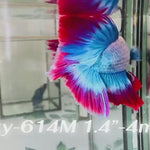 Live Male Betta Blue Red Mascot Flag Over Halfmoon (Sky-614) High quality what you see what you get!!