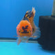 Thai Oranda Red Apache  3.80" Body Female (FEB-802)R1B04