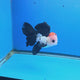 Thai Oranda Tri-Color 3.5” Male(FEB-901)