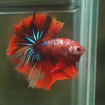 Live Male Betta Red Metallic Koi Halfmoon(MKP-622) High quality What you see What you get!!