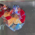 Live Male Betta Black Galaxy Nemo Plakat (TNK-830) R10A04 High quality what you see what you get!!