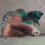 Live Male Betta Copper Alien Hybrid Wild Plakat (BID-138)S051 High quality what you see what you get!!
