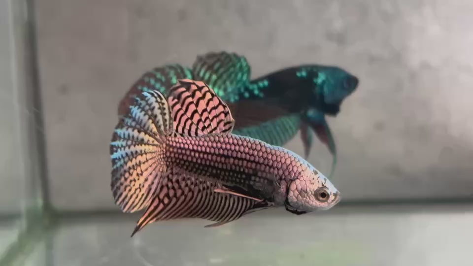 Live Male Betta Copper Alien Hybrid Wild Plakat (BID-138)S051 High quality what you see what you get!!