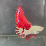 Live Male Betta Red Hellboy Startail Plakat (TNK-A171)High quality What you see What you get!!