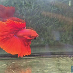 Live Male Betta Super Red Halfmoon  (SRR-07) What you see what you get!
