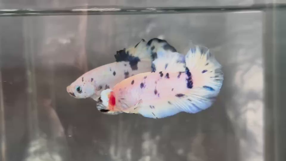 Live Male Betta Blue Marble Polkadot Plakat (TNK-A755) High quality What you see What you get!!