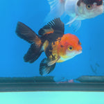 Thai Oranda Apache body breed 2.5" Body Female 6mths(FEB-565)R3B22