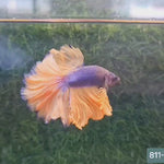 Live Male Betta Yellow blue mustard Halfmoon Rosetail (SRR-13) What you see what you get!