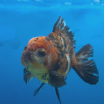 Thai Oranda Calico Yuanbao by SHOGUN 3” Body Male(CK-1594)R3B08