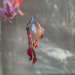 Live Male Betta Galaxy Nemo Giants Plakat (TNK-A713) High quality what you see what you get!
