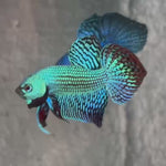Live Male Betta Green Alien Hybrid Wild Plakat (BID-163) High quality What you see What you get!!