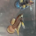 Live Male Betta Copper Yellow Imbellis Hybrid Wild Plakat (TNK-A284) High quality what you see what you get!!
