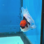 Thai Oranda Red Cap Panda Short body breed 2.5" Body Female 6mths(FEB-564)R3B22