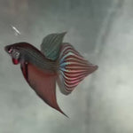 Live Male Betta Copper Samaragdina Hybrid Wild Plakat (BID-173) High quality what you see what you get!!