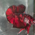 Live Male Betta Red Black Koi Giants Plakat (TNK-A710) High quality what you see what you get!!