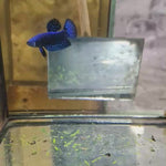 Blue Alien Male Wild Betta Our Choice (CBM-1048)