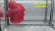 Live Male Betta Super Red Solid color Halfmoon (RSS-101) High quality what you see what you get!!