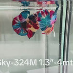 Live Male Betta Candy Mixed colors Plakat (Sky-324) High quality What you see What you get!!