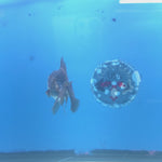 Thai Oranda Panda Silver 2.5” Female(FEB-663)R3B04