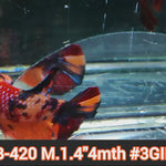 Live Male Betta Nemo Metallic Koi Plakat (JUB-420) What you see What you get!