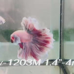 Live Male Betta Fancy Purple Pink Light colors Halfmoon Rosetail (Sky-1203) High quality what you see what you get!!