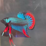 Live Male Betta Green Red Original imbellis Wild Plakat (TNK-493) High quality what you see what you get!!