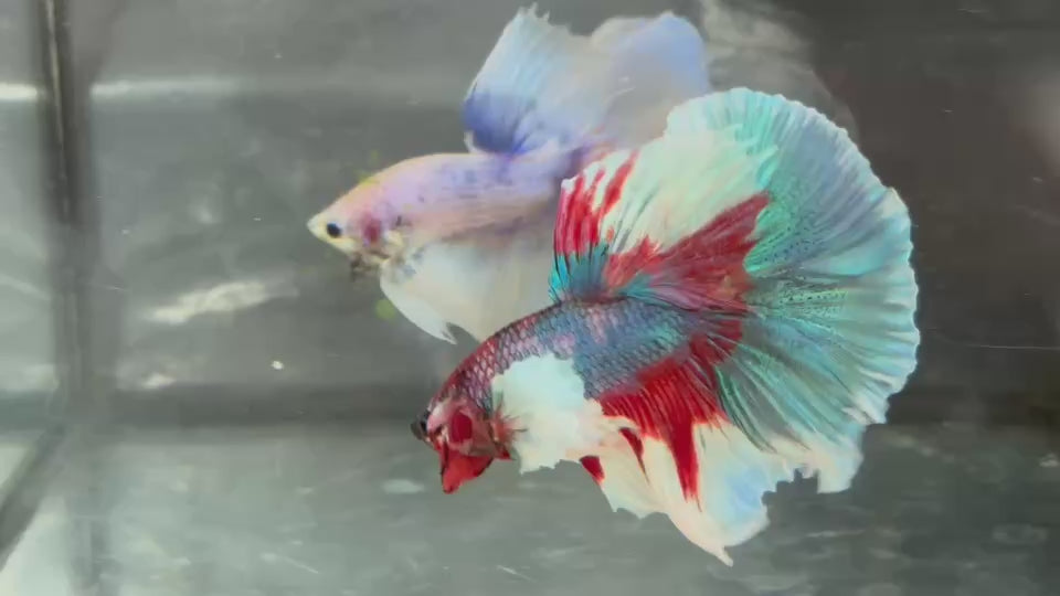Live Male Betta Fancy Koi Dumbo big ear Over Halfmoon (TNK-A350) High quality what you see what you get!!