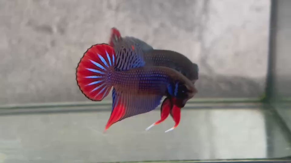 Live Male Betta Blue Red  colors Imbellis wild Plakat (BID-07) High quality What you see What you get!!