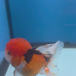 Thai Oranda Tri-Color 3.5” Female(FEB-715)R1A07