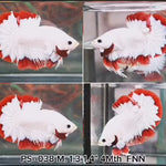 Betta Plakat Male Red Snow Fancy Star Tail Our Choice (CBM-1041)