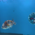 Thai Ranchu Gold/Granite Calico 2.5in Female (FEB-704)R3B18