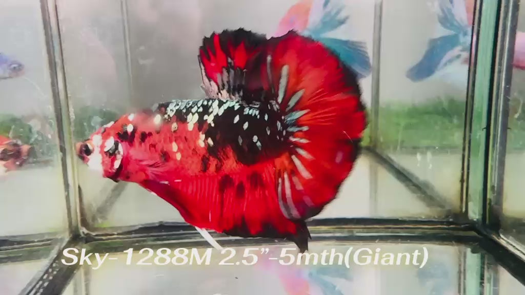 Live Male Betta Red Galaxy Stardust Giants Plakat (Sky-1288) High quality What you see What you get!!