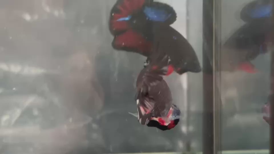 Live Male Betta Black Galaxy Avatar Plakat (TNK-A813) High quality what you see what you get!!
