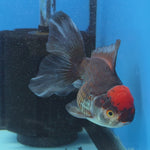 Thai Oranda Red Cap Black 4”Body Female(FEB-729)BlueTubA
